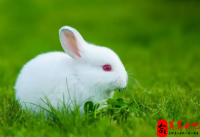 2023年出生兔宝宝每月详解 属兔人哪个月份出生最好